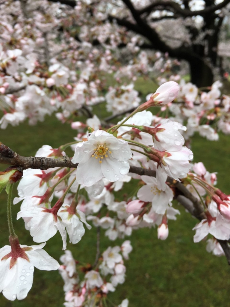 f:id:saneyuu:20160406213013j:plain:w400