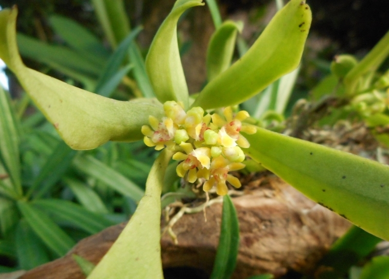 大暑末の候 カシの木ラン開花 春寒蘭の花芽 田の越しの三界坊 さんがいの記