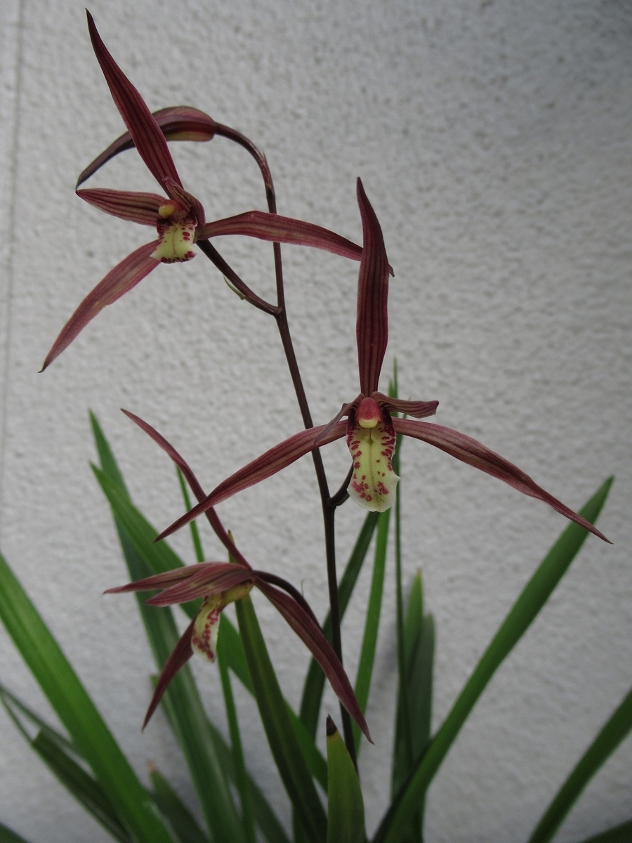 寒蘭☆ 希少！銘品「秋茜」花蕾3本付き 特上木 熊本県