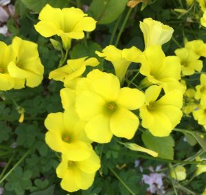 オオキバナカタバミ