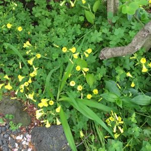 オオキバナカタバミ 花は閉じているが葉は開いている