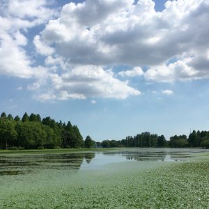 水元公園 夏