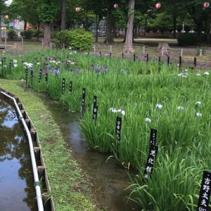 菖蒲沼公園 