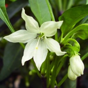 トウガラシの花