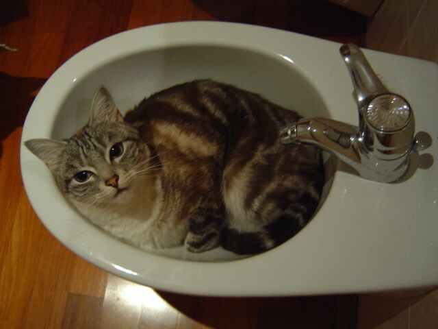 20050413232552