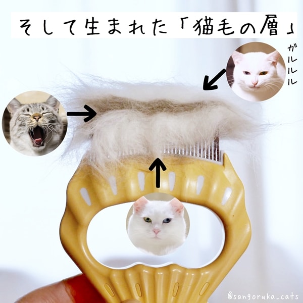 f:id:sangoruka_cats:20180624184136j:plain f:id:sangoruka_cats:20180624184136j:plain