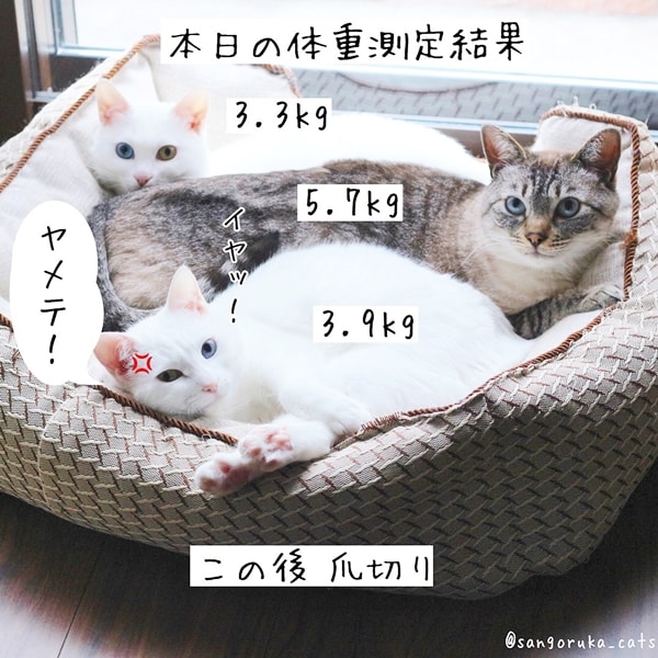 f:id:sangoruka_cats:20180624184138j:plain f:id:sangoruka_cats:20180624184138j:plain