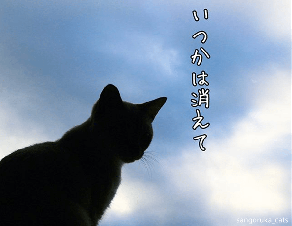 f:id:sangoruka_cats:20180624184140p:plain f:id:sangoruka_cats:20180624184140p:plain