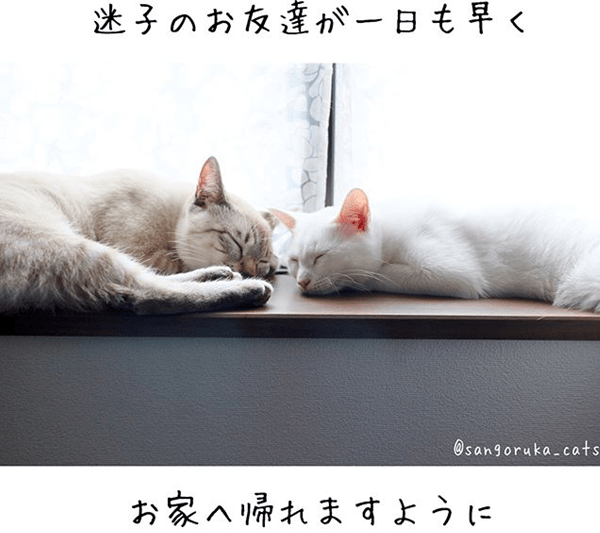 f:id:sangoruka_cats:20180624184142p:plain f:id:sangoruka_cats:20180624184142p:plain