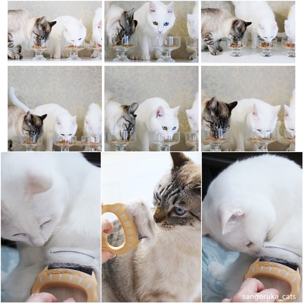 f:id:sangoruka_cats:20180624184143j:plain f:id:sangoruka_cats:20180624184143j:plain