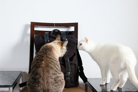 f:id:sangoruka_cats:20190518142252j:plain f:id:sangoruka_cats:20190518142252j:plain