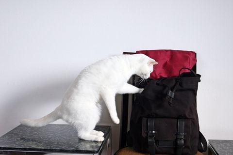f:id:sangoruka_cats:20190518142253j:plain f:id:sangoruka_cats:20190518142253j:plain