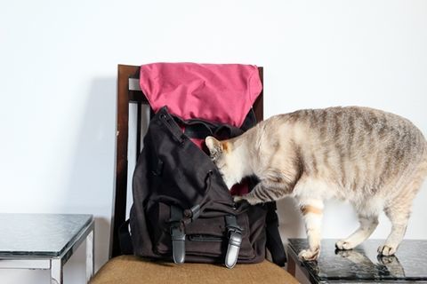 f:id:sangoruka_cats:20190518142254j:plain f:id:sangoruka_cats:20190518142254j:plain