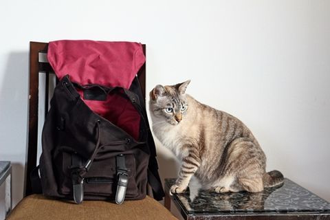f:id:sangoruka_cats:20190518142255j:plain f:id:sangoruka_cats:20190518142255j:plain