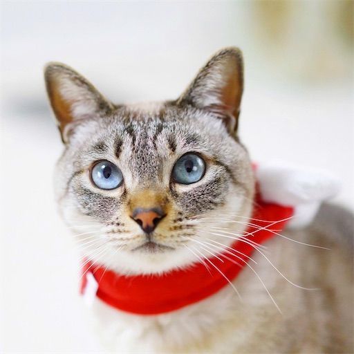 f:id:sangoruka_cats:20200119092400j:plain f:id:sangoruka_cats:20200119092400j:plain
