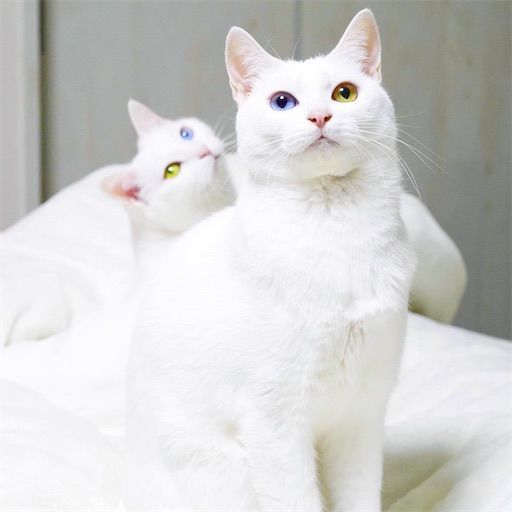 f:id:sangoruka_cats:20200119092406j:plain f:id:sangoruka_cats:20200119092406j:plain