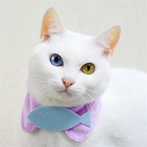 f:id:sangoruka_cats:20200119092408j:plain f:id:sangoruka_cats:20200119092408j:plain