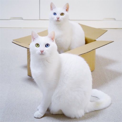 f:id:sangoruka_cats:20200119092412j:plain f:id:sangoruka_cats:20200119092412j:plain