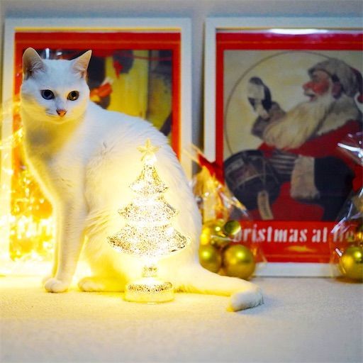 f:id:sangoruka_cats:20200119092415j:plain f:id:sangoruka_cats:20200119092415j:plain