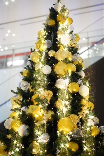 f:id:sangoruka_cats:20200119092933j:plain f:id:sangoruka_cats:20200119092933j:plain