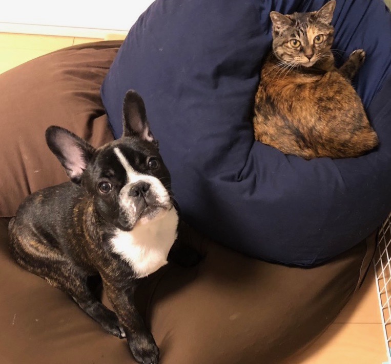 犬と猫の共存?