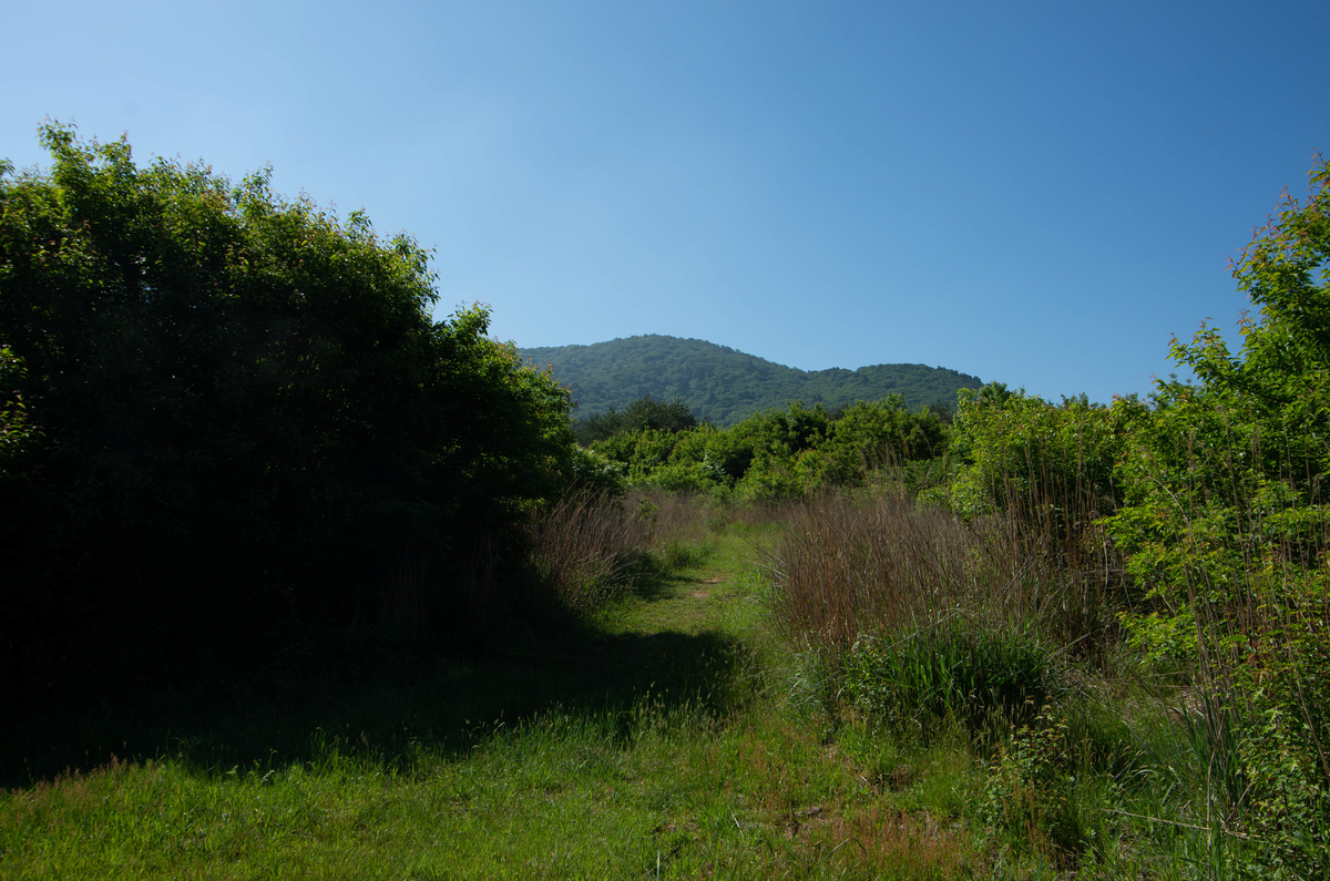 f:id:saninspotmatic:20200608184007j:plain