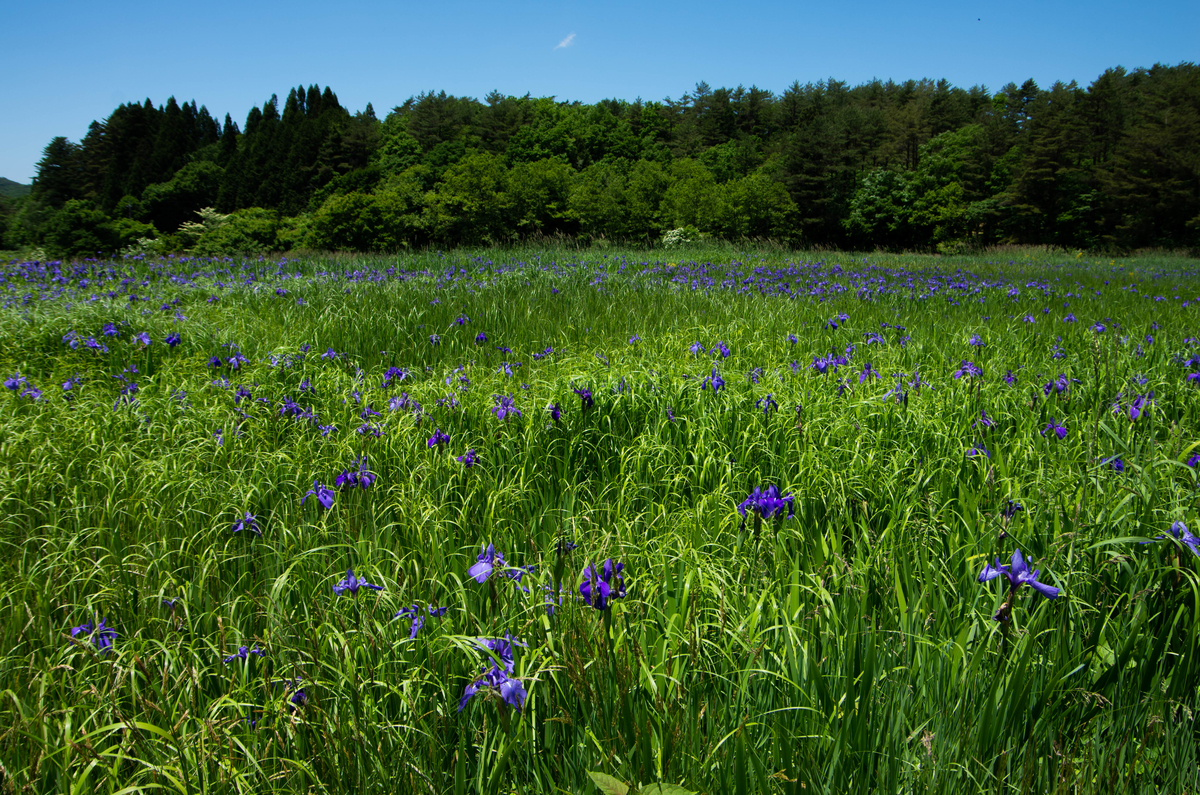f:id:saninspotmatic:20200608213501j:plain