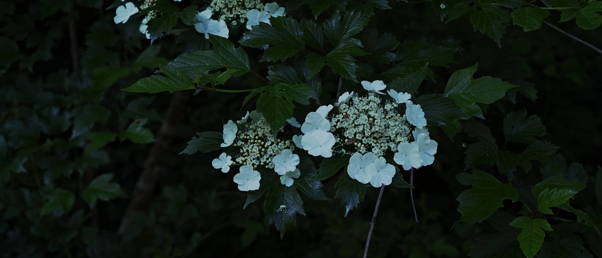 f:id:saninspotmatic:20200609212817j:plain