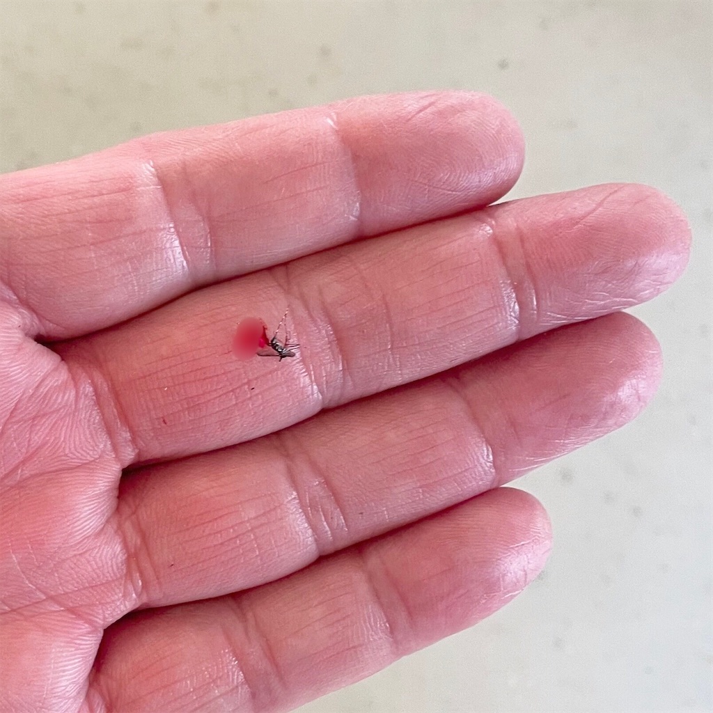 f:id:sanisata765:20250813233033j:image