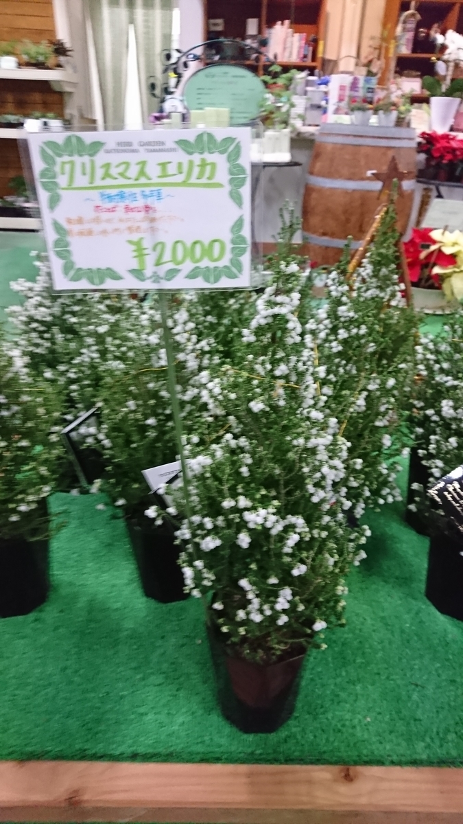 不思議な魅力 雪が積もったクリスマスツリーみたい クリスマスエリカを一週間育ててみた 30代サラリーマンの生活はどうなの 不思議な魅力 雪が積もったクリスマスツリーみたい クリスマスエリカを一週間育ててみた 30代サラリーマンの生活はどうなの