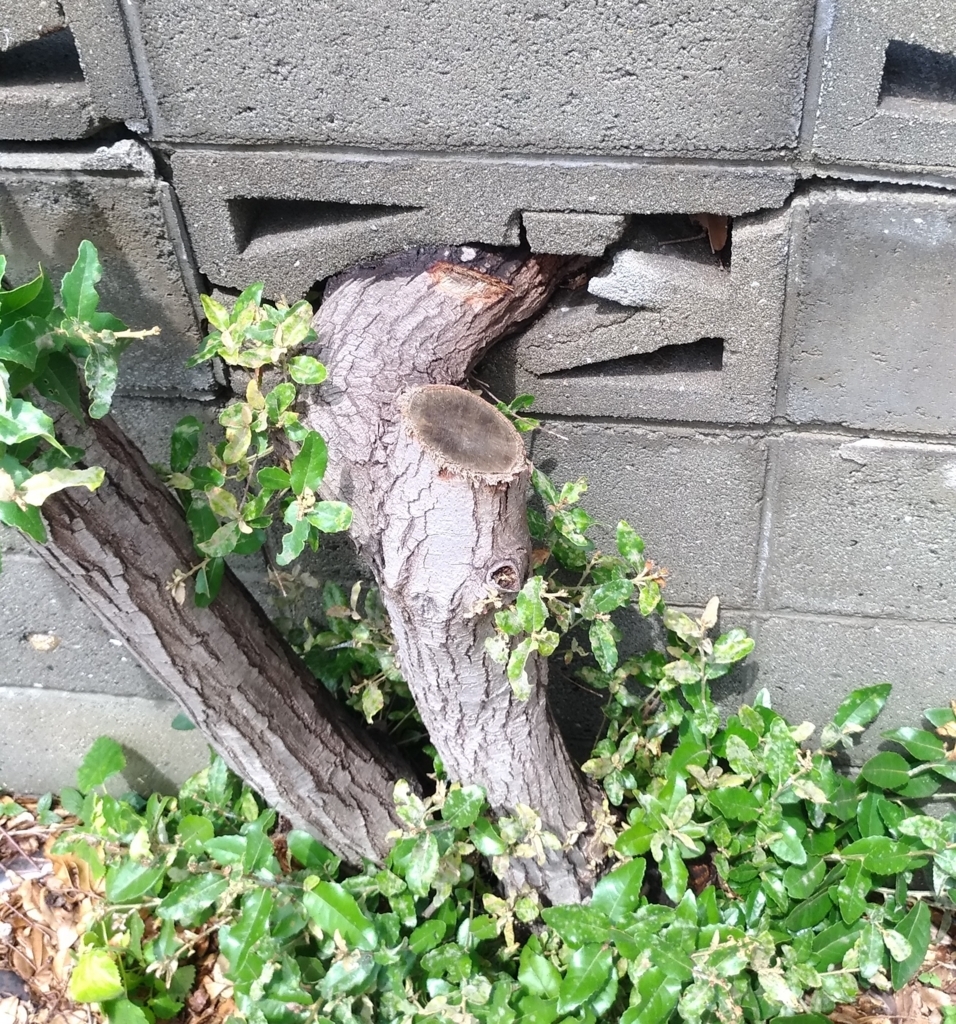 f:id:sankairenzoku10cm:20180630110648j:plain