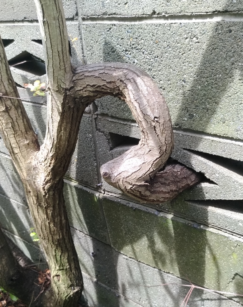 f:id:sankairenzoku10cm:20180630110752j:plain