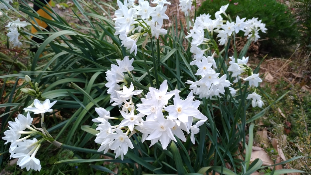 f:id:sankairenzoku10cm:20190217141159j:plain