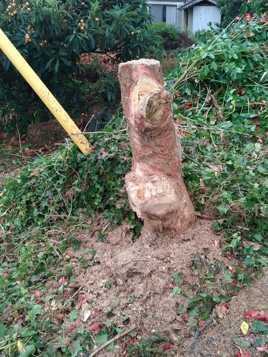 f:id:sankairenzoku10cm:20190615143019j:plain f:id:sankairenzoku10cm:20190615143019j:plain