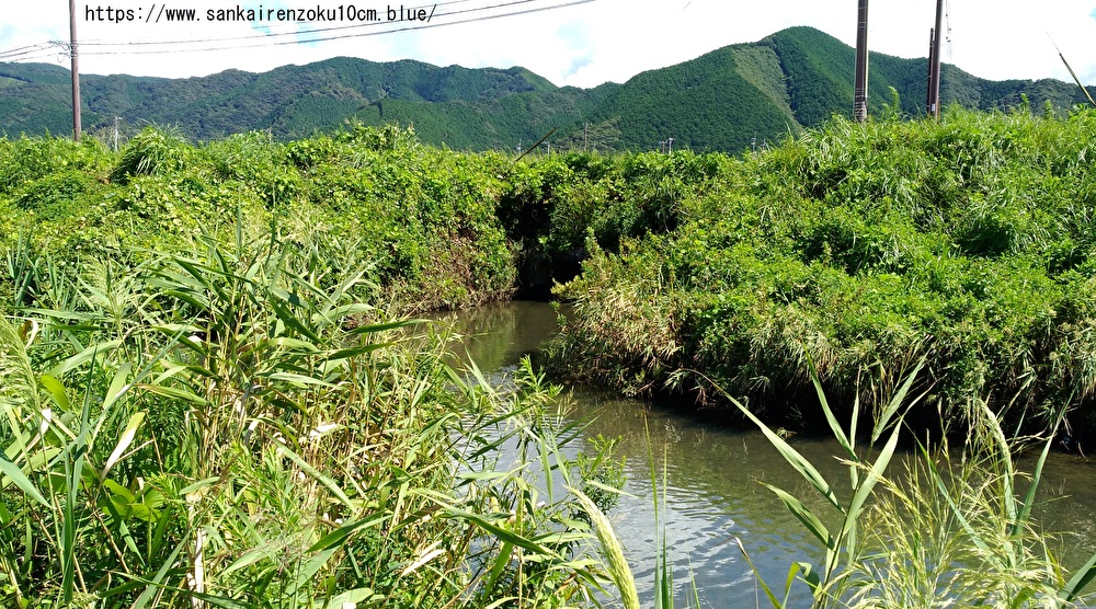 f:id:sankairenzoku10cm:20190911104042j:plain