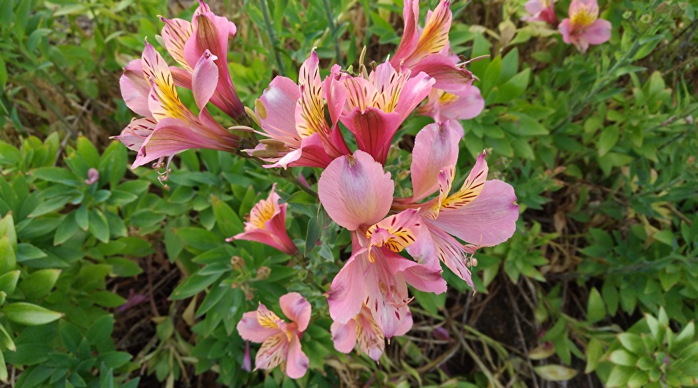 f:id:sankairenzoku10cm:20200531204749j:plain