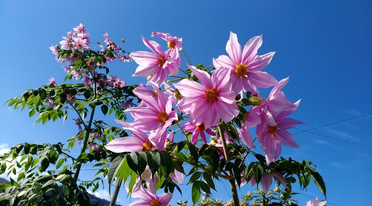 f:id:sankairenzoku10cm:20201129114802j:plain