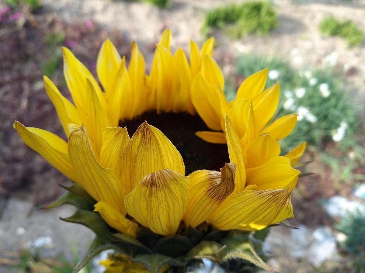 f:id:sankairenzoku10cm:20220228111910j:plain