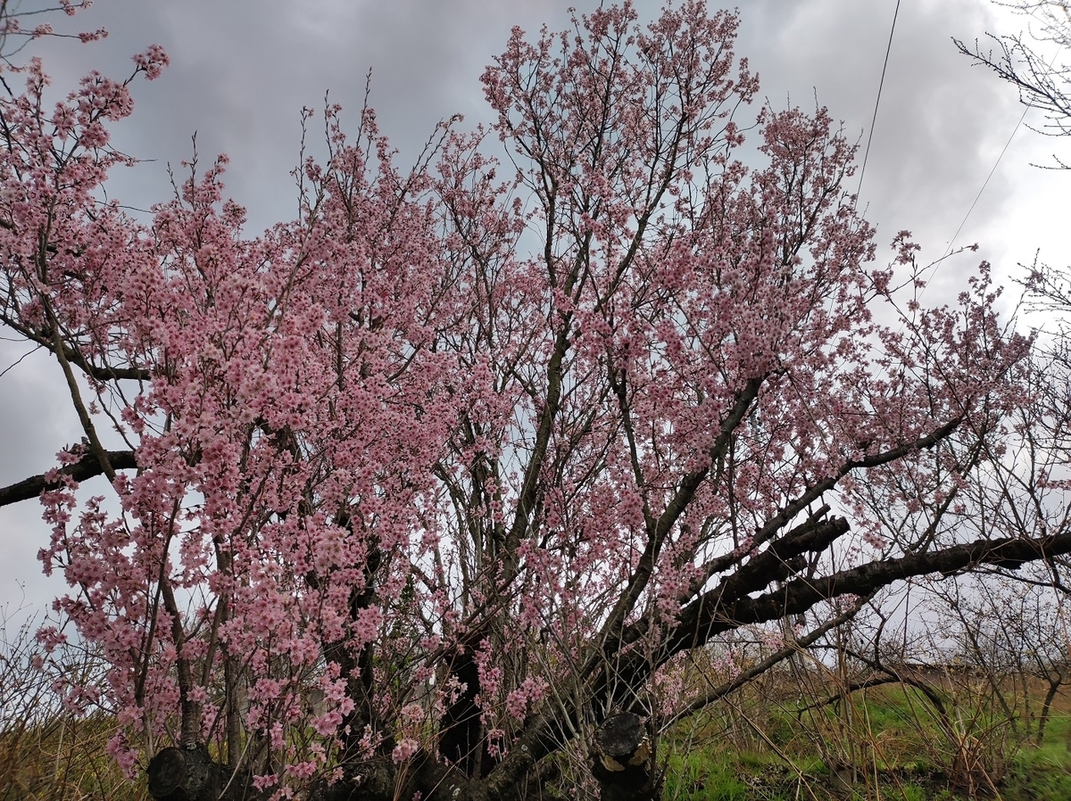 f:id:sankairenzoku10cm:20220319110012j:plain