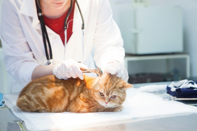 猫との暮らし 応急処置