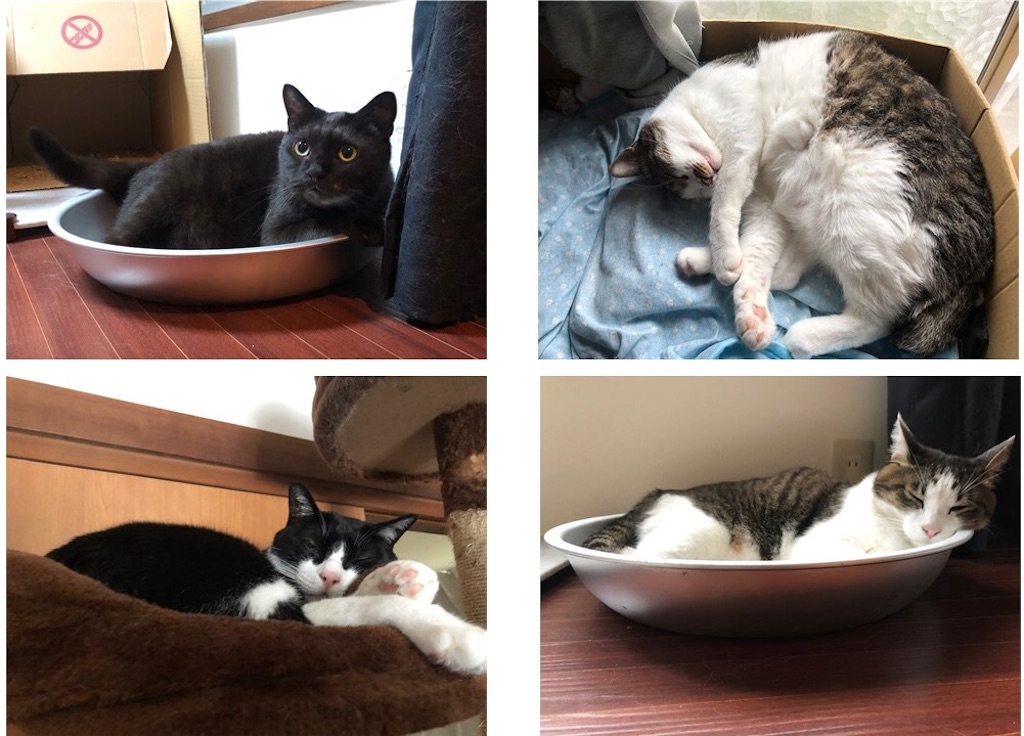 我が家の四猫