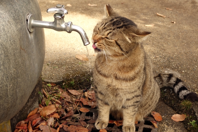 冬場も気を付けたい、猫氏の水分補給、水飲み場