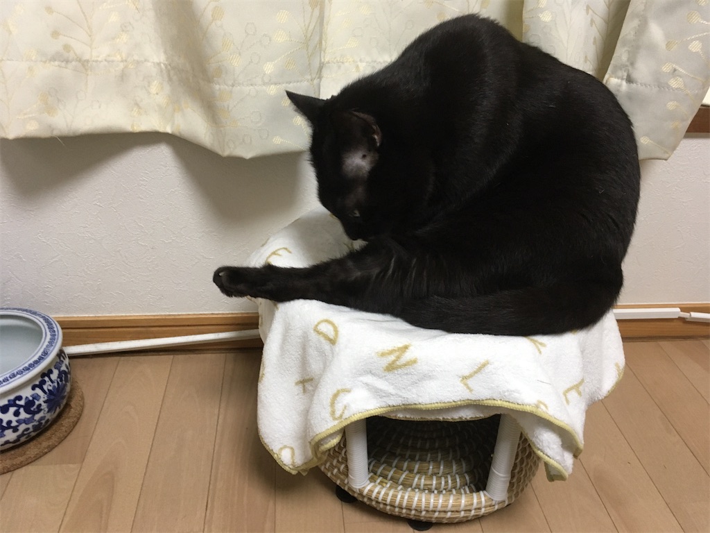 猫ちぐら