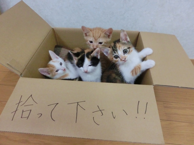 野良猫 保護