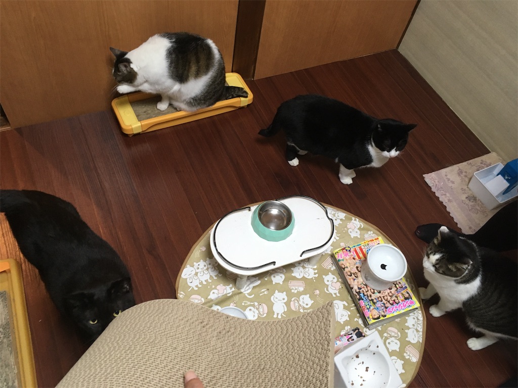 猫部屋のご飯テーブル、ご飯スペースの大幅リニューアル前