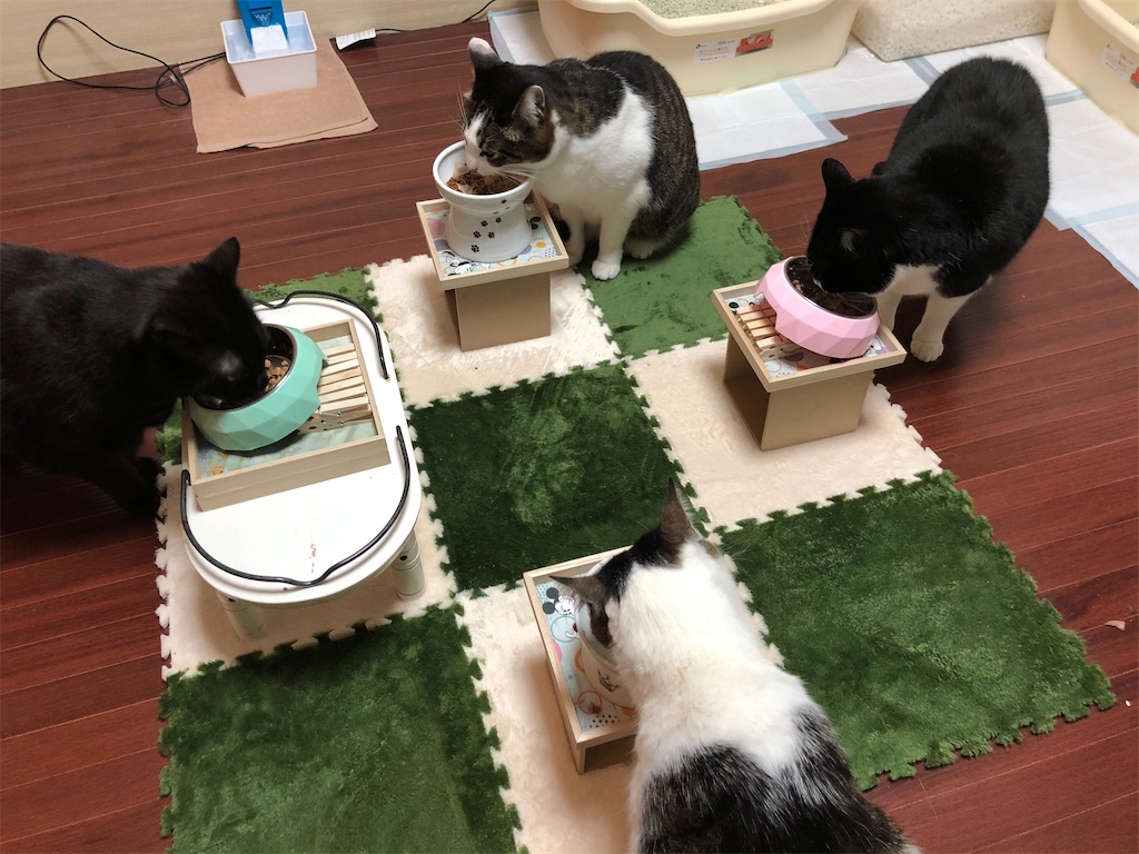 ご飯を食べる時は四猫全員で同じ空間に