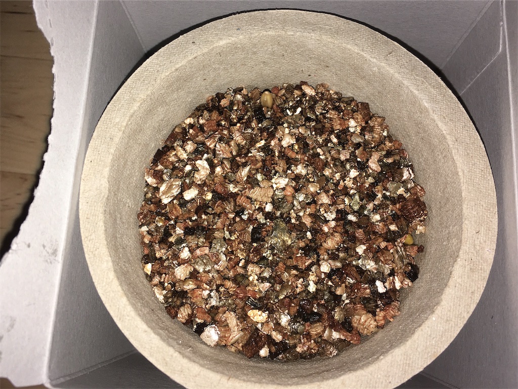 GREEN Labo 犬と猫が好きな草の栽培セット 簡単栽培 2日目