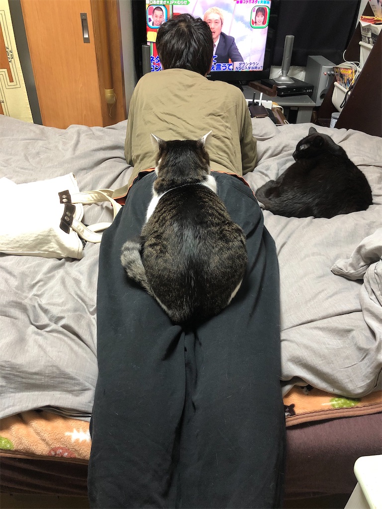 四ニャン坊たかんぼ、お尻にすっぽりはまってます。