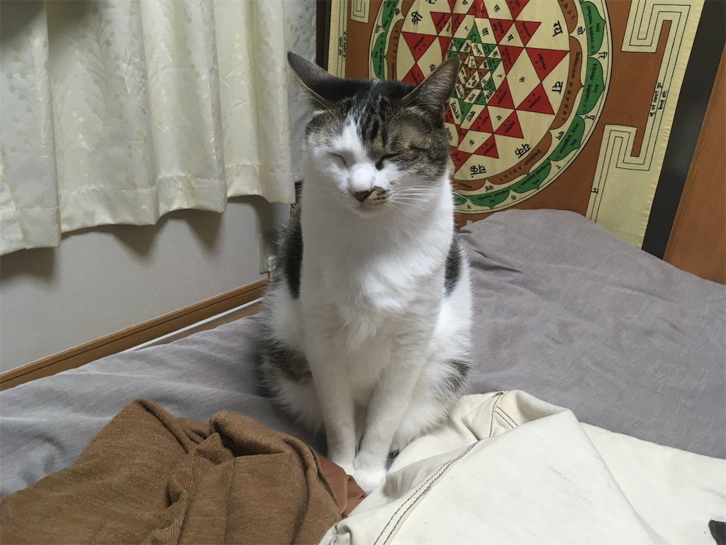 次ニャン坊チビ、お座りしたまま、寝ています・・・