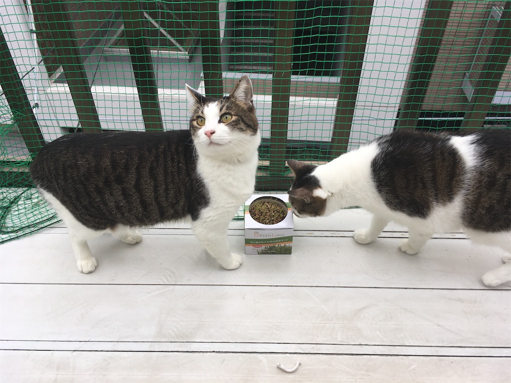 GREEN Labo 犬と猫が好きな草 購入6日目